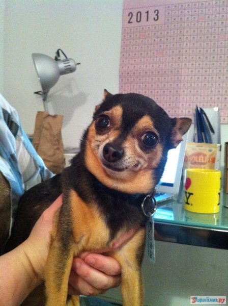 Мемы с собаками