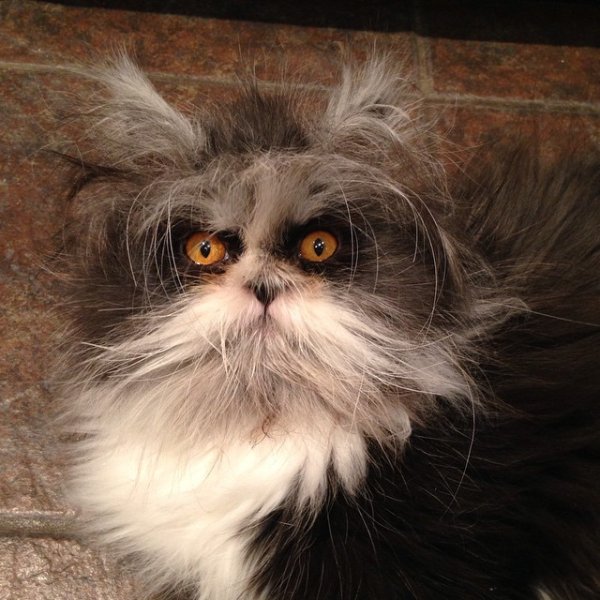 Атчум персидский