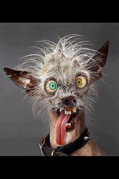 Сумасшедшие собаки