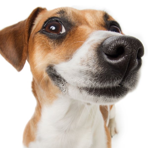 Джек-Рассел-терьер жесткошерстный