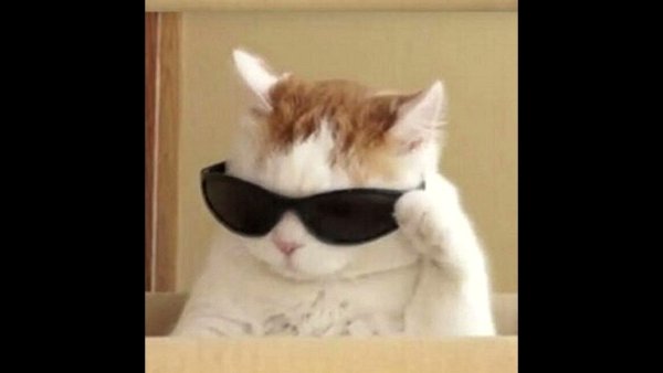 Кот в очках