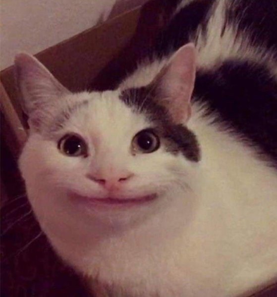 Кот Мем