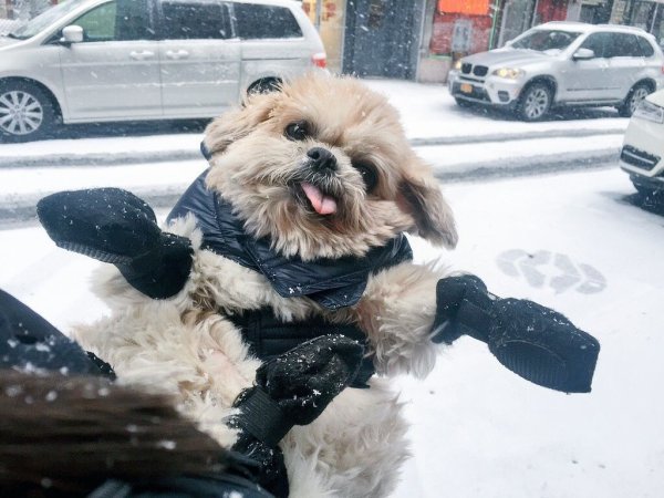 Зимняя одежда для собак
