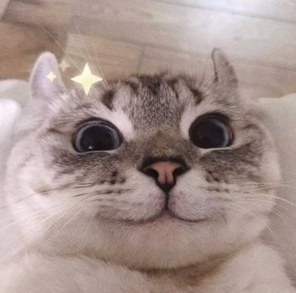 Милый кот улыбается