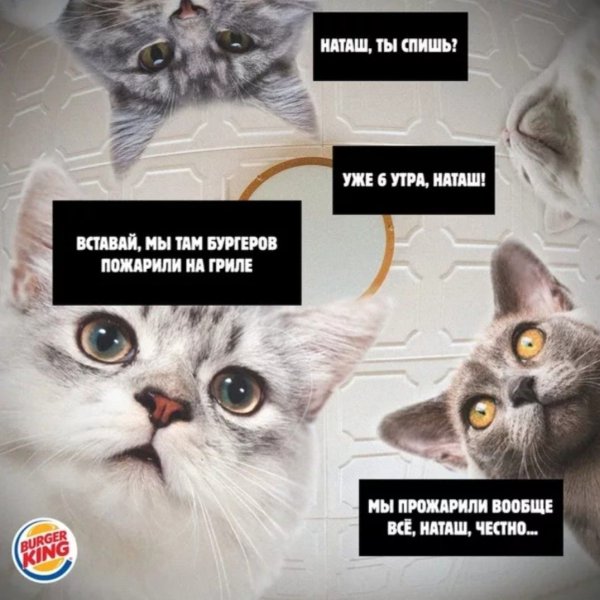 Наташа вставай коты