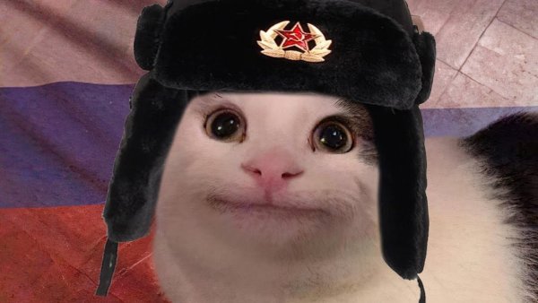 Кот в шапке