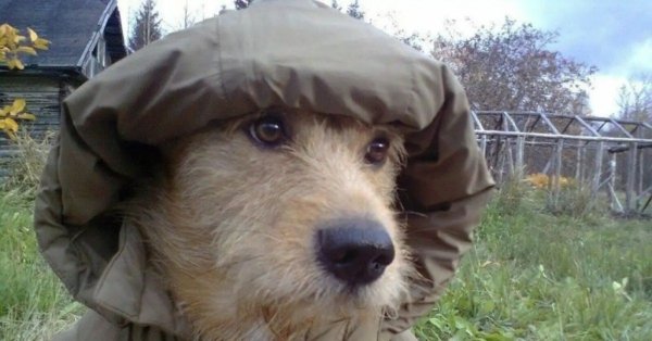 Собака в капюшоне