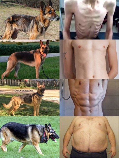 Нормальное Телосложение собаки