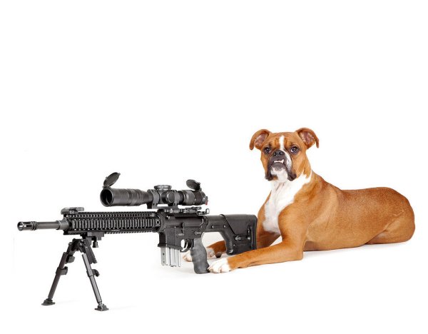 Собака с пушкой