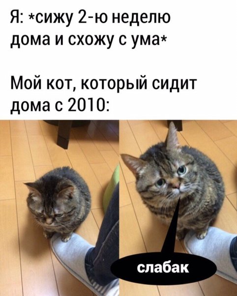 Смешные мемы с котами