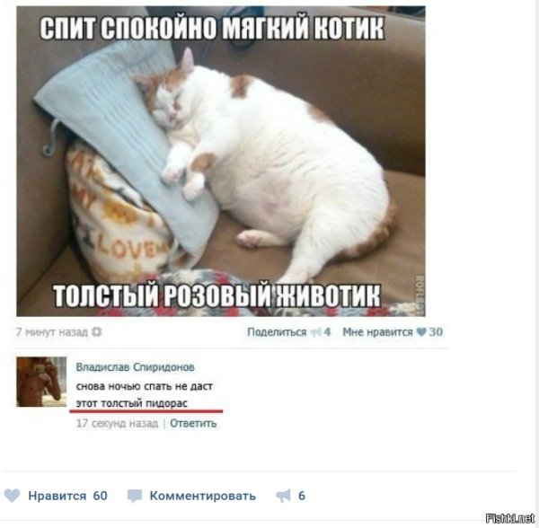 Толстый котик