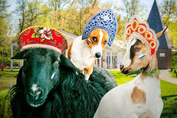 Кокошник баран