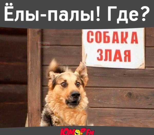 Злая собака где