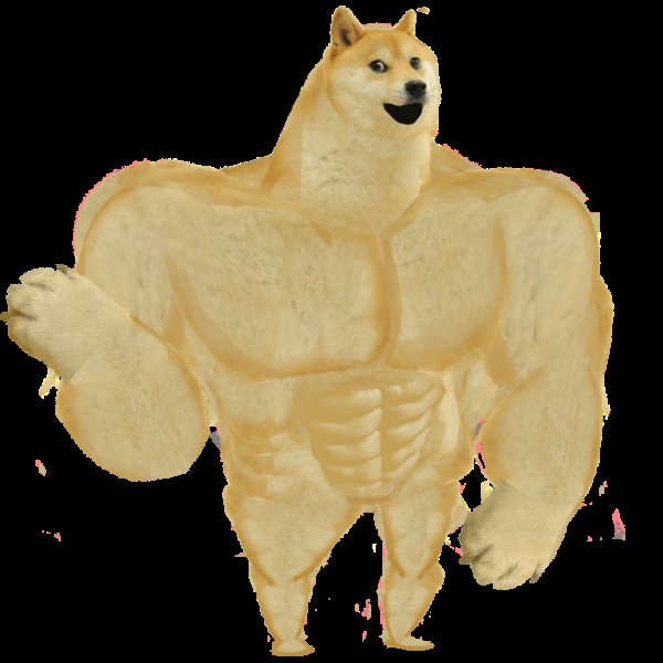 Собака сиба ину качок