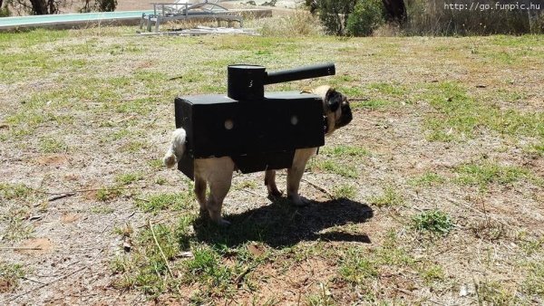 Собака на танке