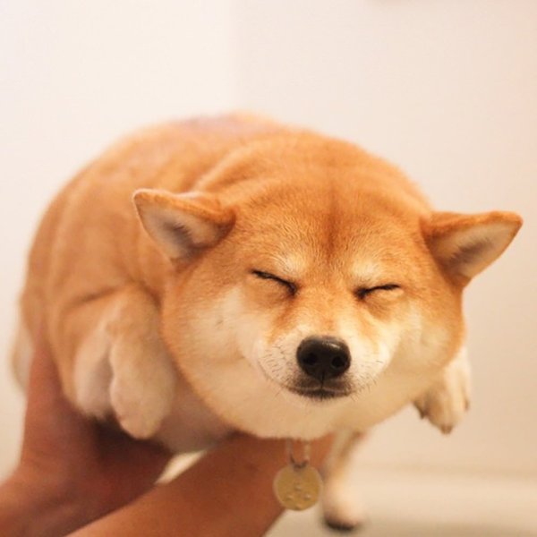 Сиба ину доги