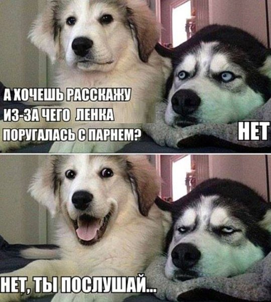 Мемы про животных