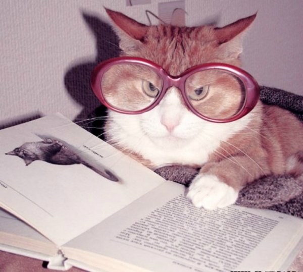 Умный кот в очках