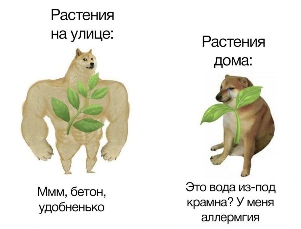 Растения на улице Мем