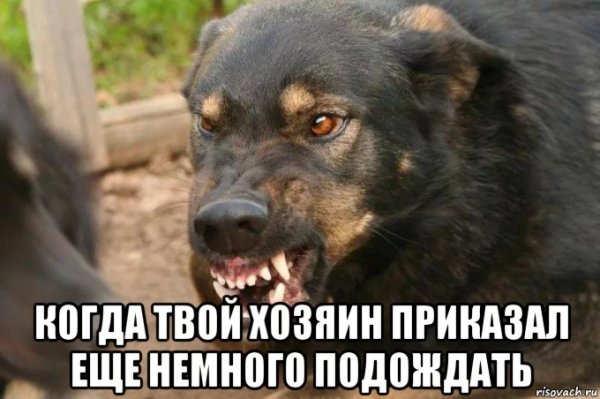 Злая собака из мема