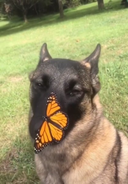 Собачий нос бабочка