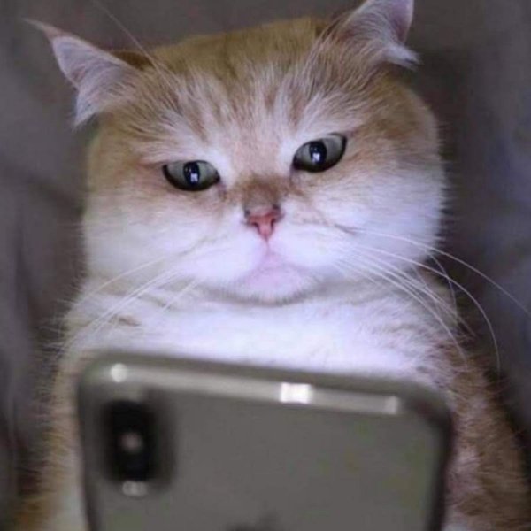 Котик с айфоном