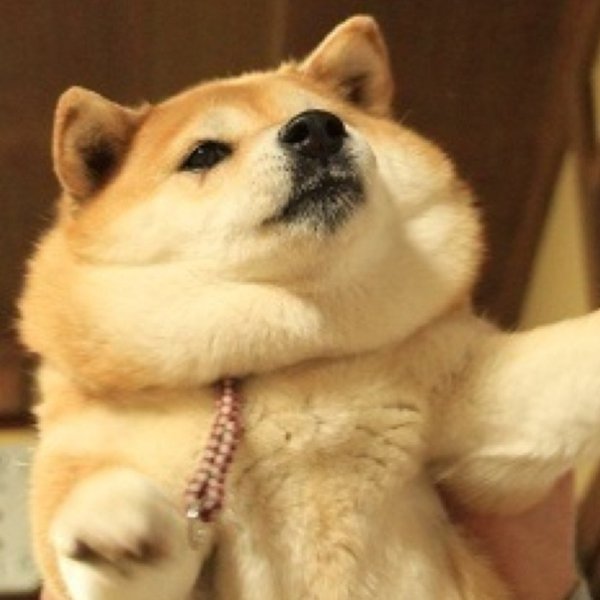 Шиба ину Doge