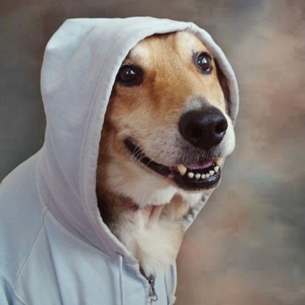 Собака в капюшоне