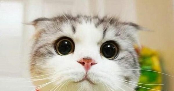 Улыбчивый котик