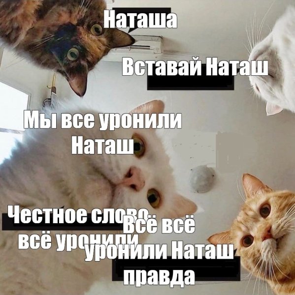 Наташа мы все уронили коты