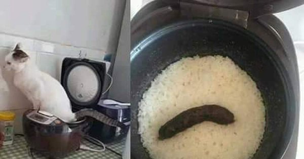 Кот насрал в мультиварку