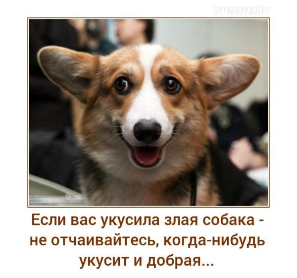 Анекдоты про собак смешные