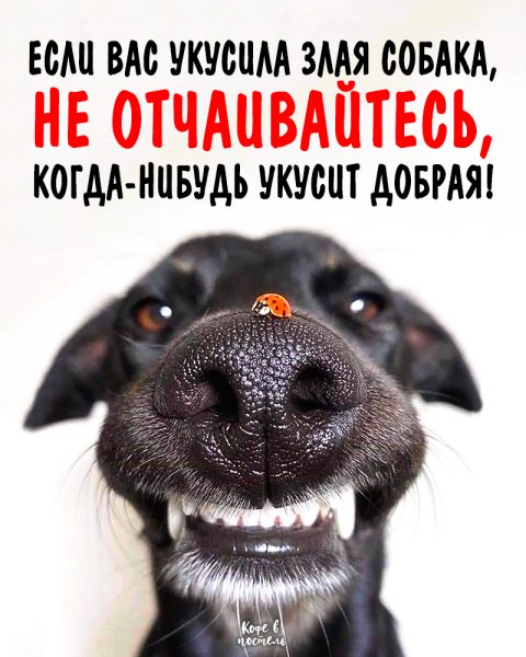 Если вас укусила злая собака не