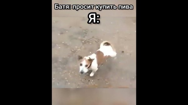 Сок чемпион Мем собака