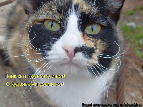 Кошачьи усы завитые