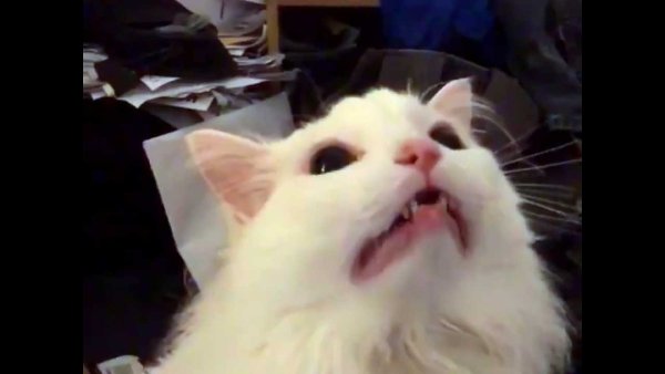 Кричащий кот