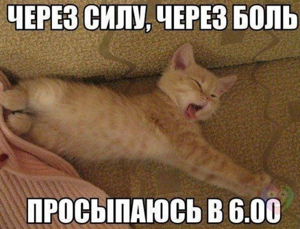 Проснулись картинки смешные