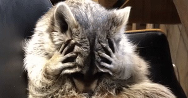 Орущий енот