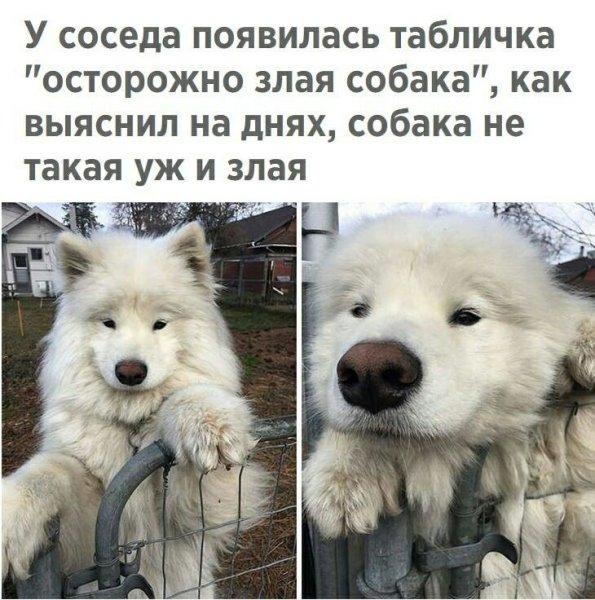 Самоед забавный