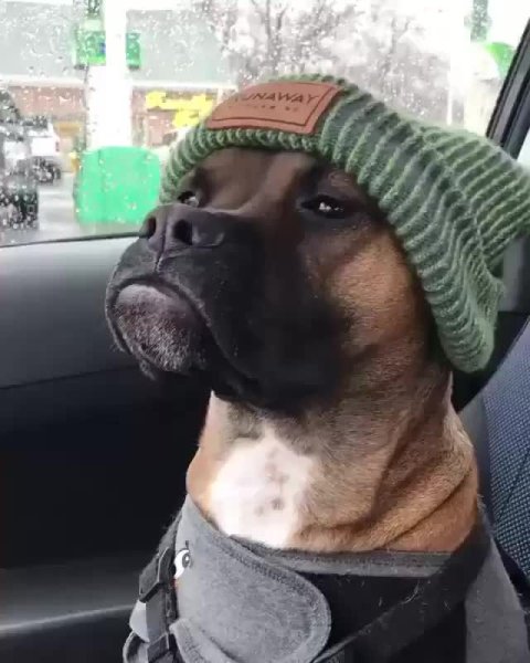 Крутая собака