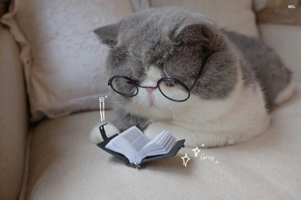 Милый кот в очках