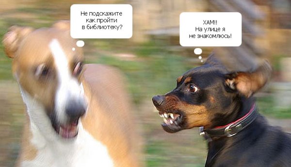 Смешные собачки с надписями