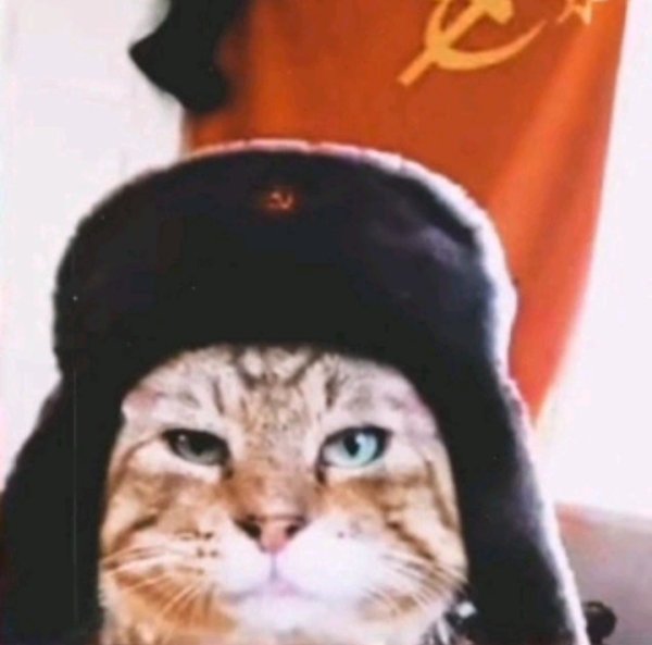 Кот в ушанке