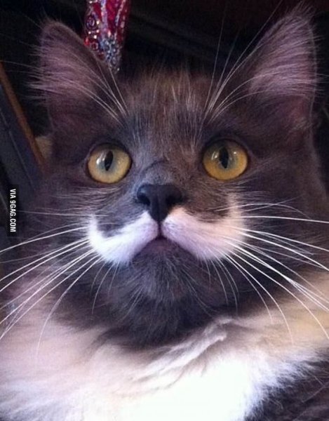 Усатая кошка