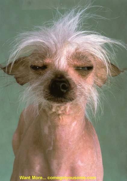 Китайская хохлатая собака лысая