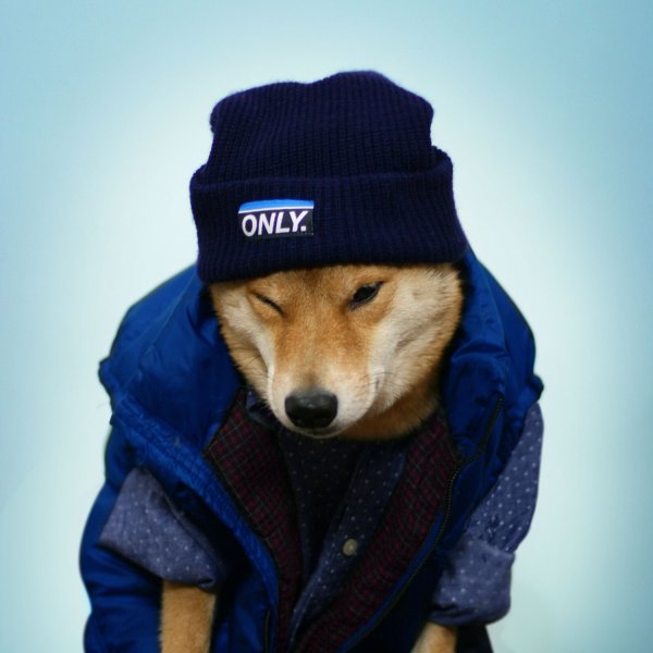 Шиба ину в шапке