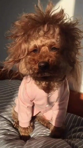 Собака только проснулась