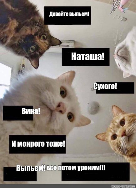 Утро с котом