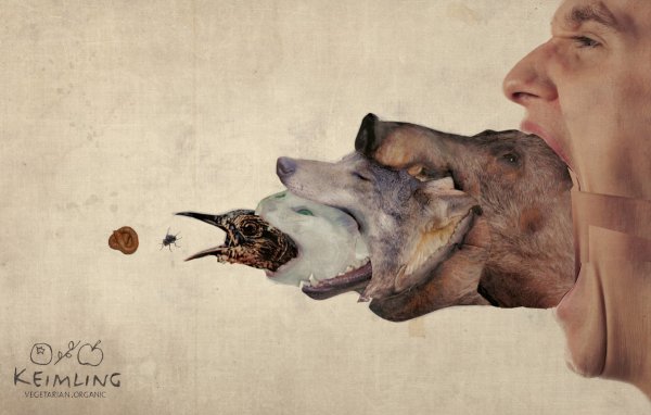 Креативные животные