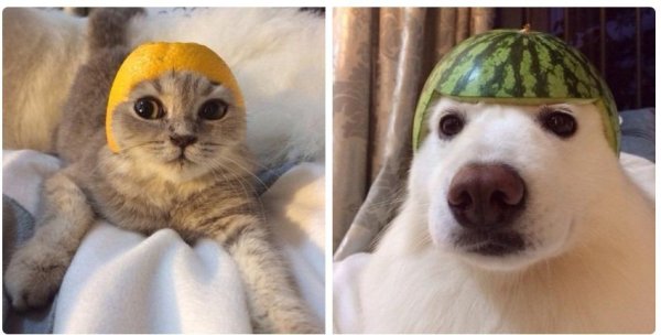 Кот в шапочке Мем